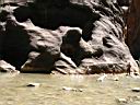 061_zion.jpg